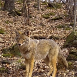 Coyote standing in front of some brush