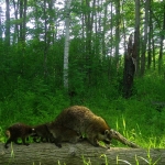 Mother raccoon and her babies